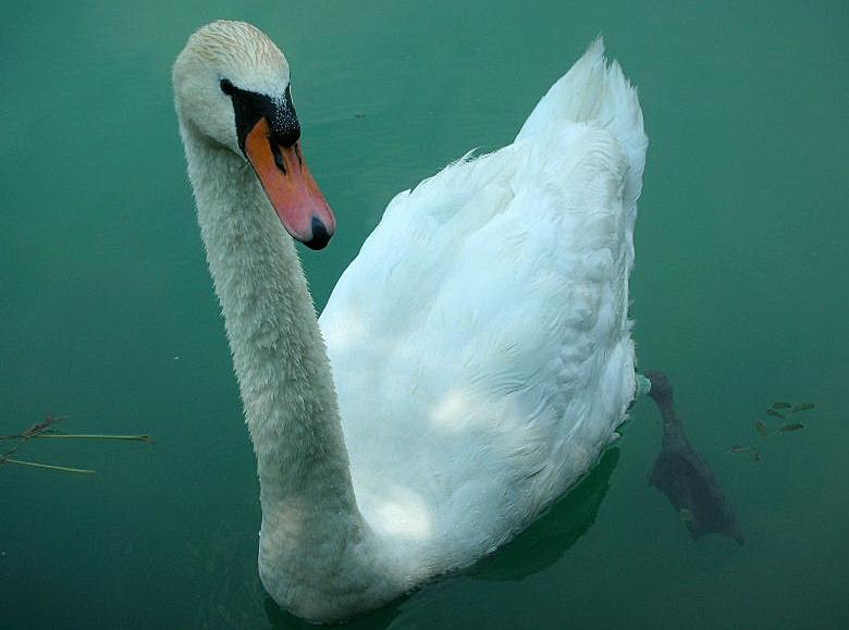 Cigno reale - Cygnus Olor